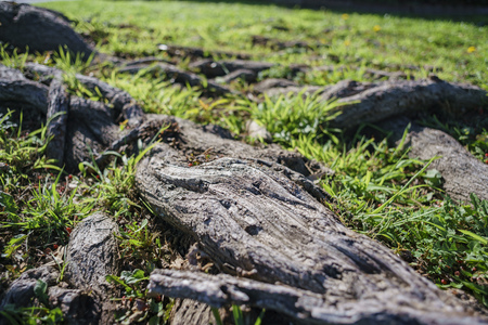 close up shot of tree root and grass fieldの写真素材