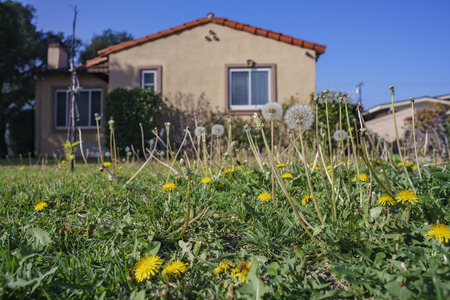 Beautiful close up shot of Taraxacumのeditorial素材