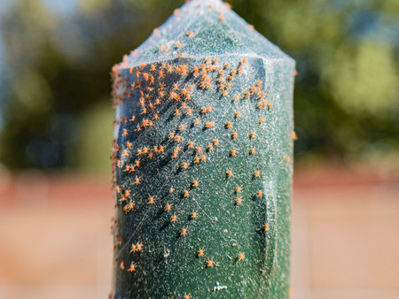 Pests - small red spider on the tomato plant, harming the plant