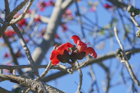 Beautiful red flower blossomの写真素材