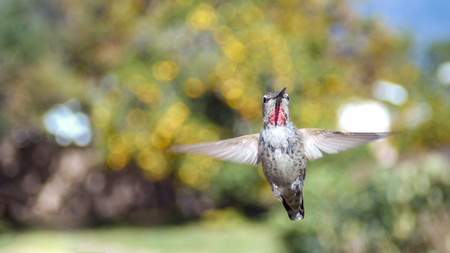 Cute flying humming bird with nature green backgroundの写真素材