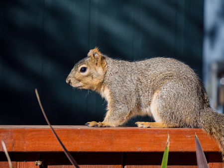 Cute little squirrel wonder around, Sacramento, Californiaの写真素材