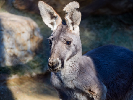 Cute Yellow Footed Rock Wallaby in the Zoo, Sacramento, California