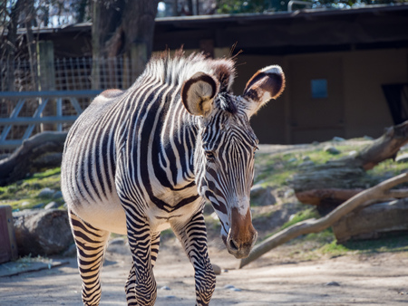 Cute zebra walking around in the zoo, Sacramento, Californiaの写真素材