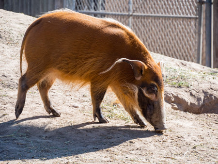 Cute Red river hog, Potamochoerus porcus walking around in the zoo, Sacramento, California