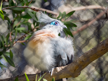 Cute Crested Coua, Coua cristata sitting on the tree, Sacramento, Californiaの写真素材