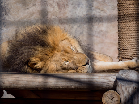Lion sleeping on a wooden ground in the zoo, Sacramento, Californiaの写真素材