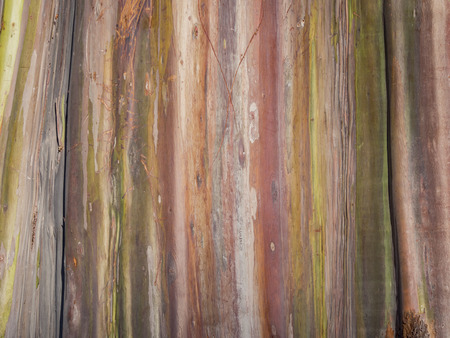 Close up shot of a color tree skin at Los Angelesの写真素材