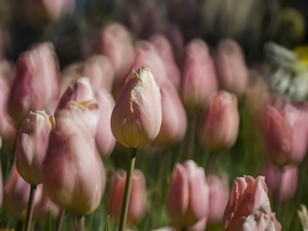colorful close up shot of Tulip blossom at Descanso Gardenの写真素材