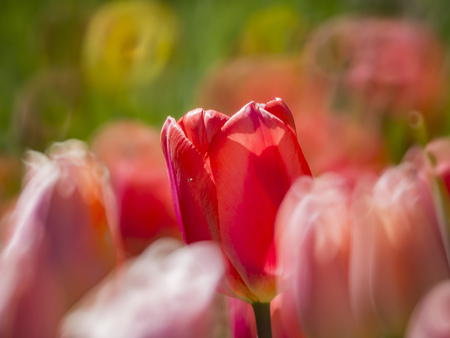 colorful close up shot of Tulip blossom at Descanso Gardenの写真素材