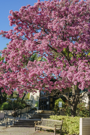 Super blossom of Handroanthus impetiginosus, photo took at Los Angelesのeditorial素材