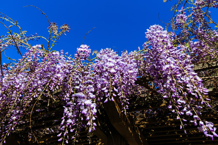 Wisteria plantの写真素材