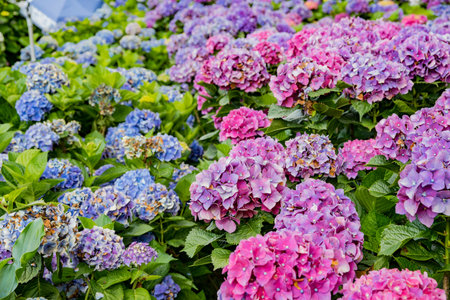 Super beautiful blossom of Hydrangea macrophylla at Zhuzihu area, Taipei, Taiwan