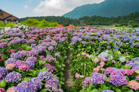 Super beautiful blossom of Hydrangea macrophylla at Zhuzihu area, Taipei, Taiwan