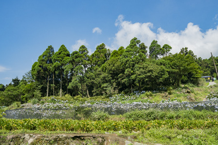Hydrangea macrophylla flowersのeditorial素材