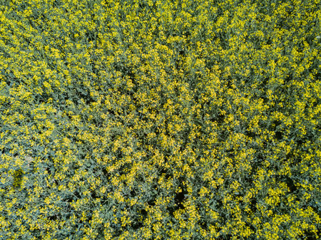 Aerial view of large field of rape flower blossom at Chichester, United Kingdom