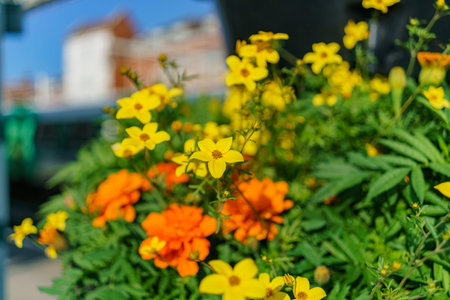 Wild flower blossom at Bognor Regis, United Kingdom