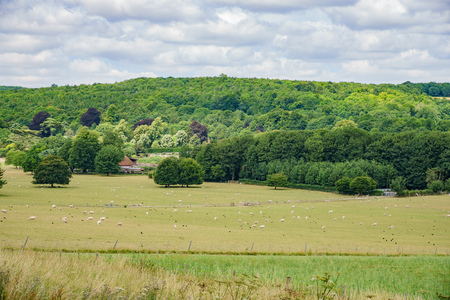 Large grass field in the Weald & Downland Living Museum at Chichester, United Kingdomのeditorial素材