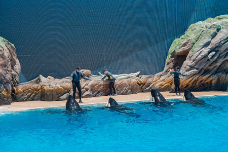 San Diego, JUN 27: Killer whales shows in the famous SeaWorld on JUN 27, 2018 at San Diego,...