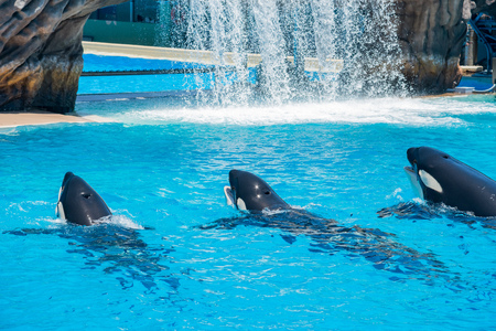San Diego, JUN 27: Killer whales shows in the famous SeaWorld on JUN 27, 2018 at San Diego, Californiaのeditorial素材