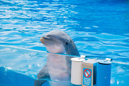 San Diego, JUN 27: Dolphin Amphitheater show in the famous SeaWorld on JUN 27, 2018 at San Diego, Californiaのeditorial素材