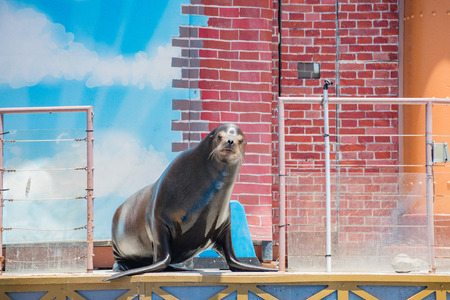 San Diego, JUN 27: Sea Lion and Otter Stadium show in the famous SeaWorld on JUN 27, 2018 at San Diego, Californiaのeditorial素材