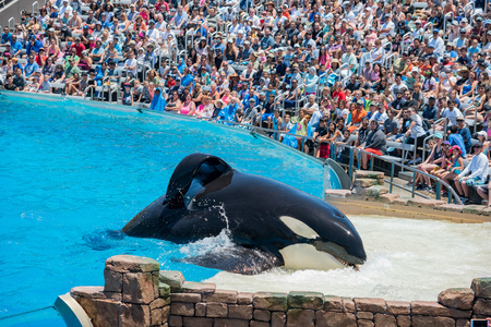 San Diego, JUN 27: Killer whales shows in the famous SeaWorld on JUN 27, 2018 at San Diego, Californiaのeditorial素材