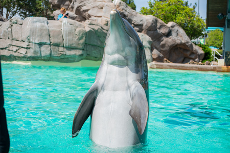 San Diego, JUN 27: Cute Dolphin in the famous SeaWorld on JUN 27, 2018 at San Diego, Californiaのeditorial素材