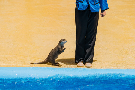 San Diego, JUN 27: Sea Lion and Otter Stadium show in the famous SeaWorld on JUN 27, 2018 at San Diego, Californiaのeditorial素材