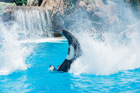San Diego, JUN 27: Killer whales shows in the famous SeaWorld on JUN 27, 2018 at San Diego, Californiaのeditorial素材