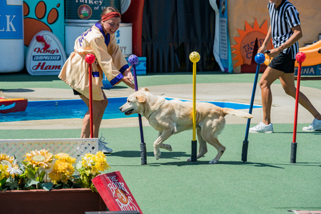 San Diego, JUN 27: Pet show in the famous SeaWorld on JUN 27, 2018 at San Diego, Californiaのeditorial素材