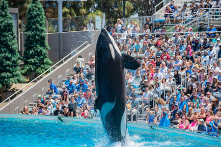 San Diego, JUN 27: Killer whales shows in the famous SeaWorld on JUN 27, 2018 at San Diego, Californiaのeditorial素材
