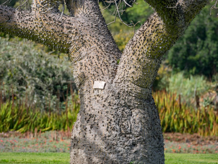 Big Ceiba speciosa, saw at Los Angeles, California