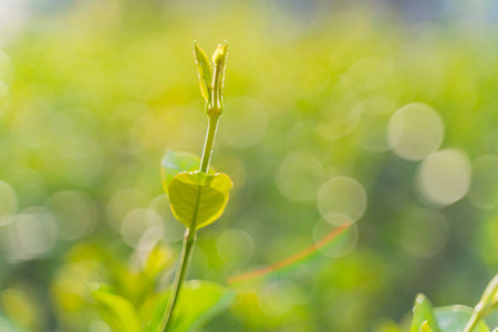Close up shot of green leaves backlight with shallow background, isolatedの写真素材