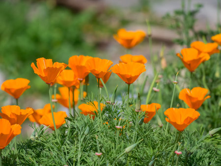 Beautiful orange poppy flower blossom at Los Angeles, Californiaの写真素材