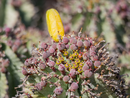 Cactus flower blossom at Los Angeles, Californiaの写真素材