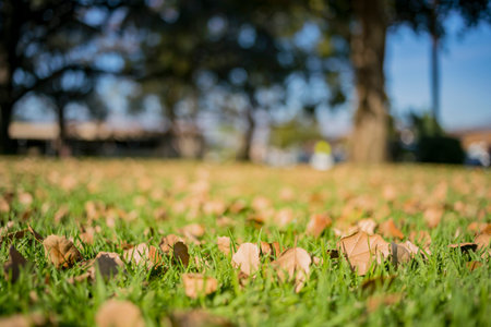 Close up shot of some leaves and grass field at Temple City, California