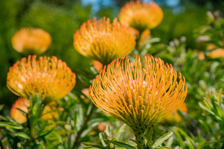 Orange Leucospermum, California Sunrise blossom in the San Francisco Botanical Garden, California