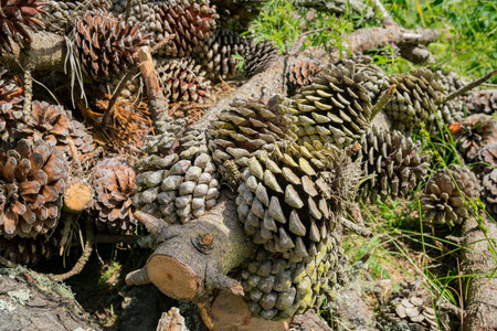 Many pine cones on the ground in San Francisco Botanical Garden, California