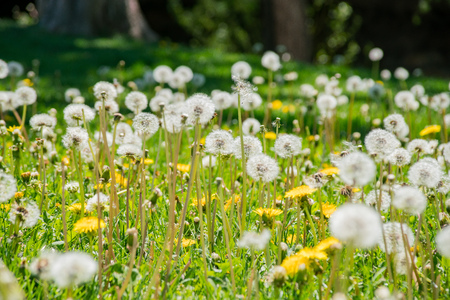 Beautiful close up shot of Taraxacum, at Boulder, Coloradoの写真素材
