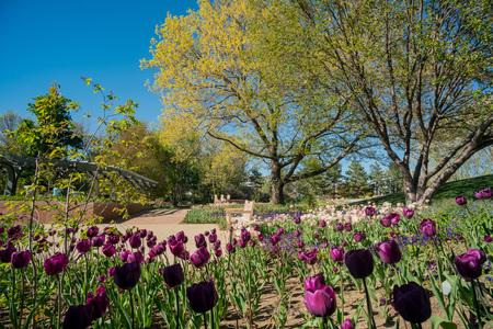 Tulips blossom in the Denver Botanic Gardens, Coloradoのeditorial素材