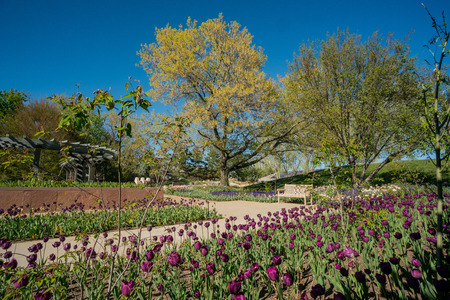 Tulips blossom in the Denver Botanic Gardens, Coloradoのeditorial素材