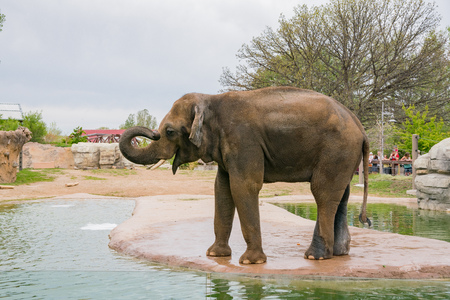 Close up shot of a cute Elephant at Denver Zooのeditorial素材