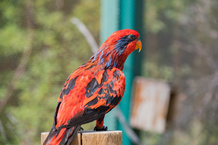 Close up shot of a colorful parrot