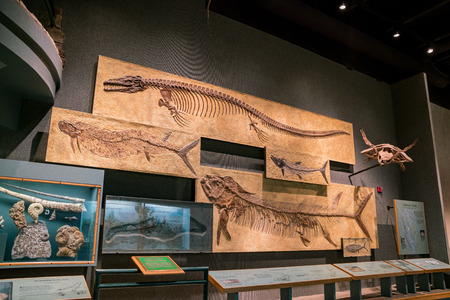 Denver, MAY 6: Dinosaur specimen of the Denver Museum of Nature and Science on MAY 6, 2017 at Denver, Coloradoのeditorial素材