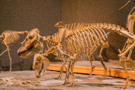 Denver, MAY 6: Dinosaur specimen of the Denver Museum of Nature and Science on MAY 6, 2017 at Denver, Coloradoのeditorial素材