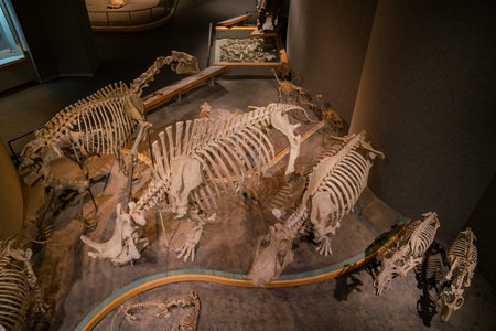 Denver, MAY 6: Dinosaur specimen of the Denver Museum of Nature and Science on MAY 6, 2017 at Denver, Coloradoのeditorial素材