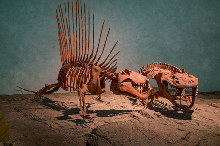 Denver, MAY 6: Dinosaur specimen of the Denver Museum of Nature and Science on MAY 6, 2017 at Denver, Coloradoのeditorial素材