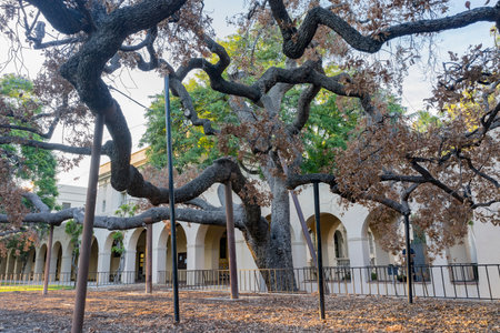 Los Angeles, OCT 5: Exterior view of the 400 years old Engelmann Oak in Caltech on OCT 5, 2016 at...