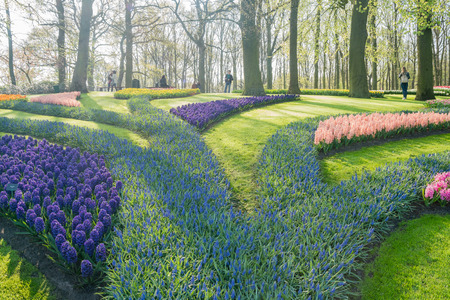 Super colorful tulips blossom in the famous Keukenhof at Netherlandsのeditorial素材